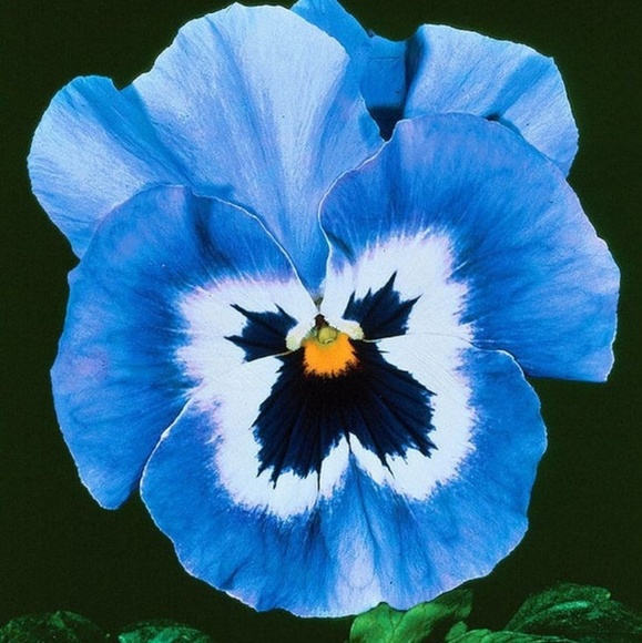 vintagepansy